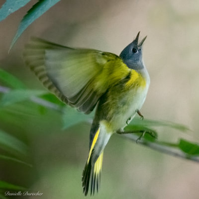 American Redstart