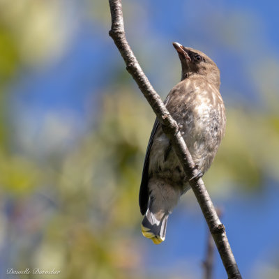 young Cedar Waxwing