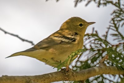 Bay-breasted Warbler