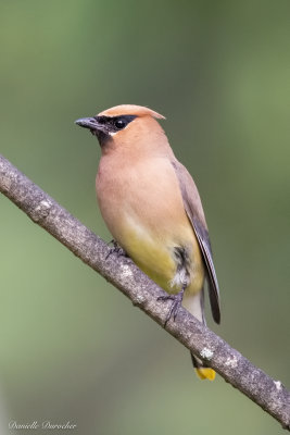 Cedar Waxwing