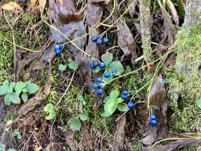 Clintonia - Blue Bead lily