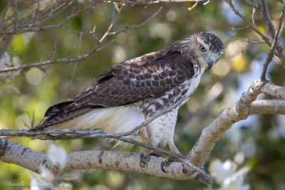 Red-tailed Hawk