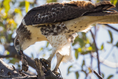 Red-tailed Hawk