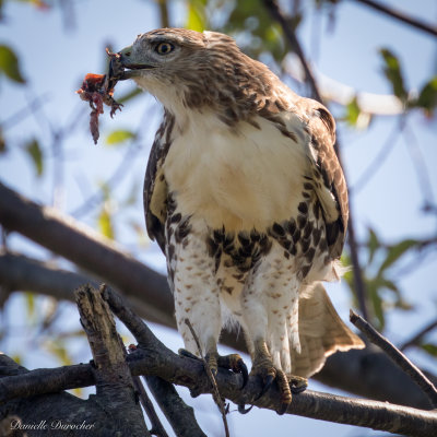 Red-tailed Hawk
