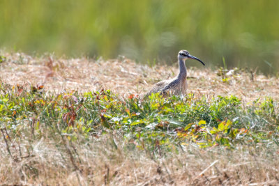 Whimbrel
