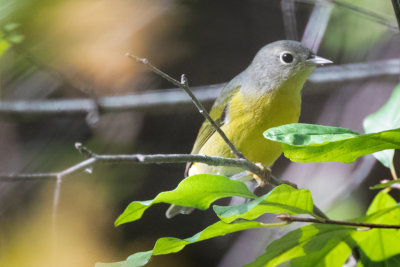 Nashville Warbler