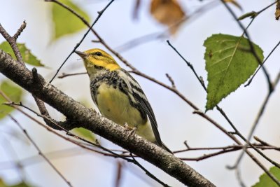 Black throated green Warbler