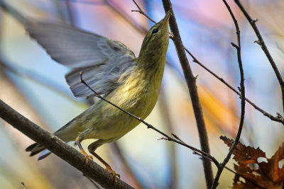 Blackpoll Warbler