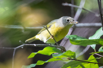 Nashville Warbler