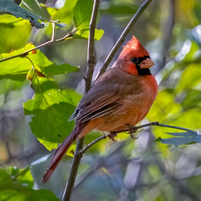 Northern Cardinal