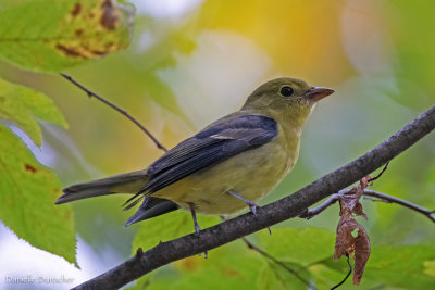 Scarlet Tanager