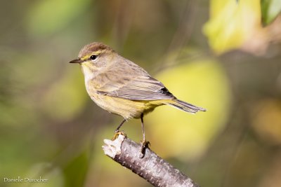 Palm Warbler