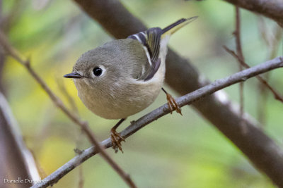 Ruby-crowned Kinglet