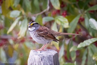 White-throated Sparrow
