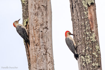 red-bellied woodpeckers