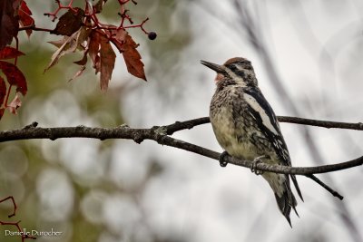 Yellow-bellied Sapsucker
