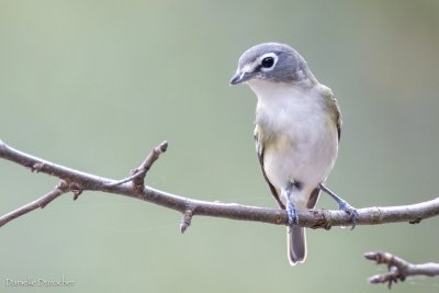 Blue-headed Vireo