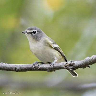 Blue-headed Vireo