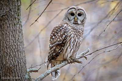 Barred Owl