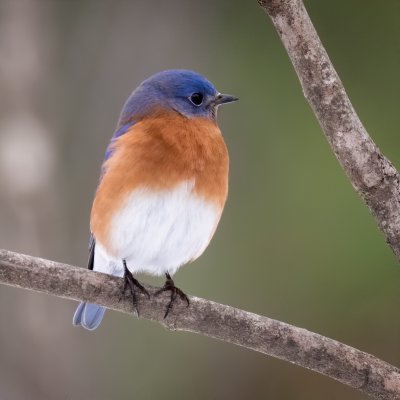 Eastern Bluebird