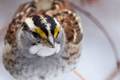 White-throated Sparrow