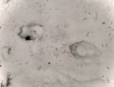 Bear tracks