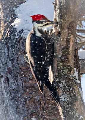 female Pileated Woodpecker