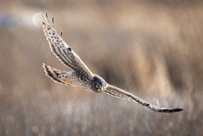 Northern Harrier