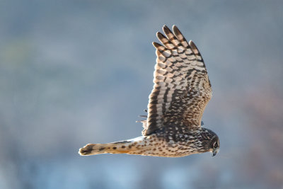 Northern Harrier