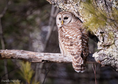 Barred Owl