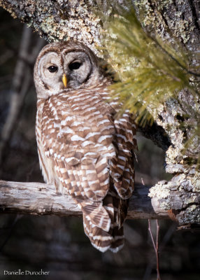 Barred Owl