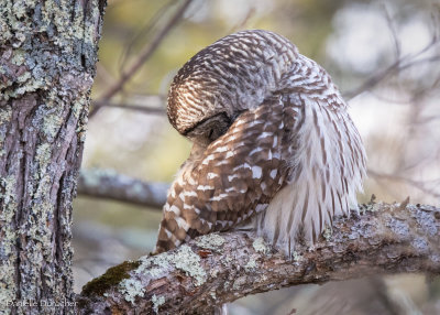 Barred owl
