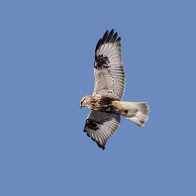 Rough-legged Hawk