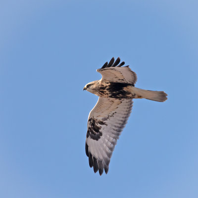 Rough-legged Hawk