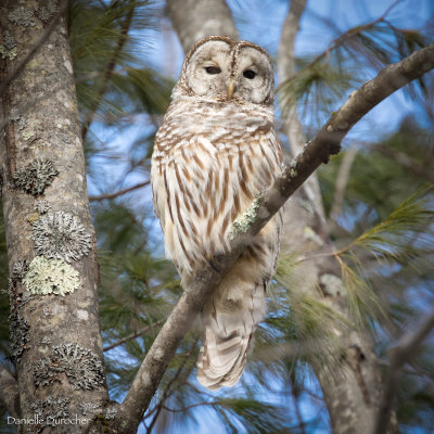 Barred Owl 