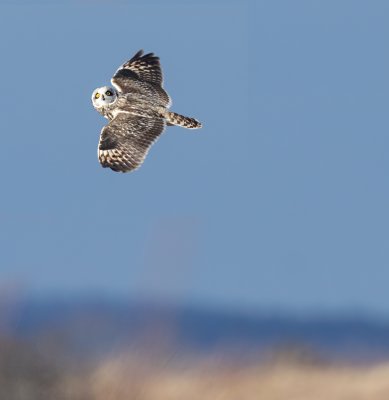 Short-eared owl