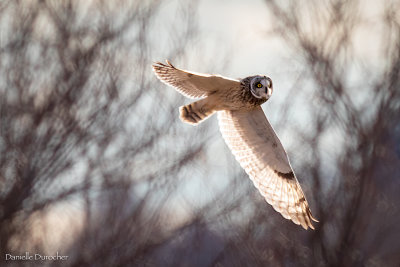 Short-eared owl
