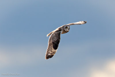 Short-eared owl