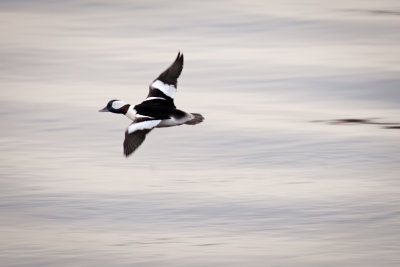 Bufflehead