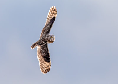 Short-eared owl