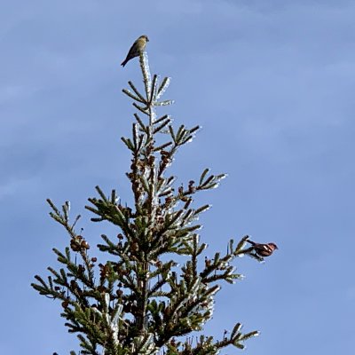 White-winged Crossbills