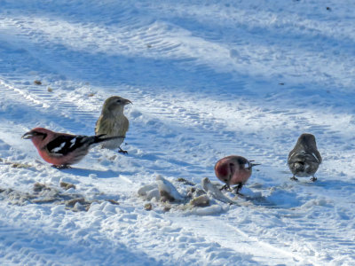 White-winged Crossbills