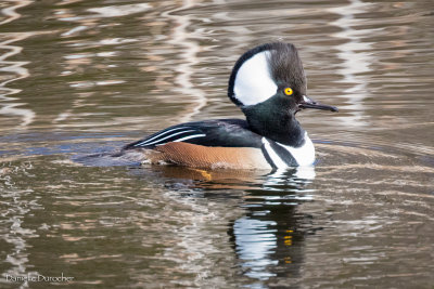 Hooded Merganser