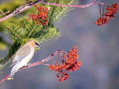 Cedar Waxwing