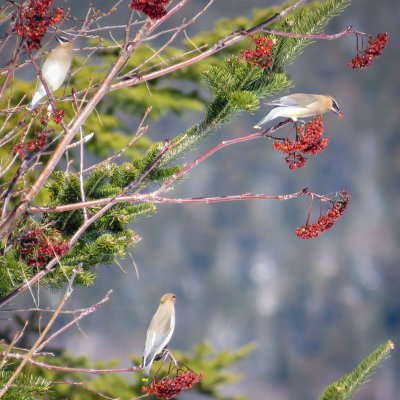 Cedar Waxwings