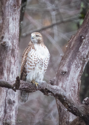 Red-tailed Hawk