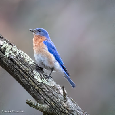 Eastern Bluebird (m)
