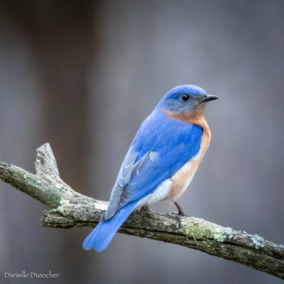 Eastern Bluebird (m)