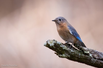 Eastern Bluebird (f)