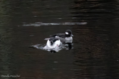 Buffleheads